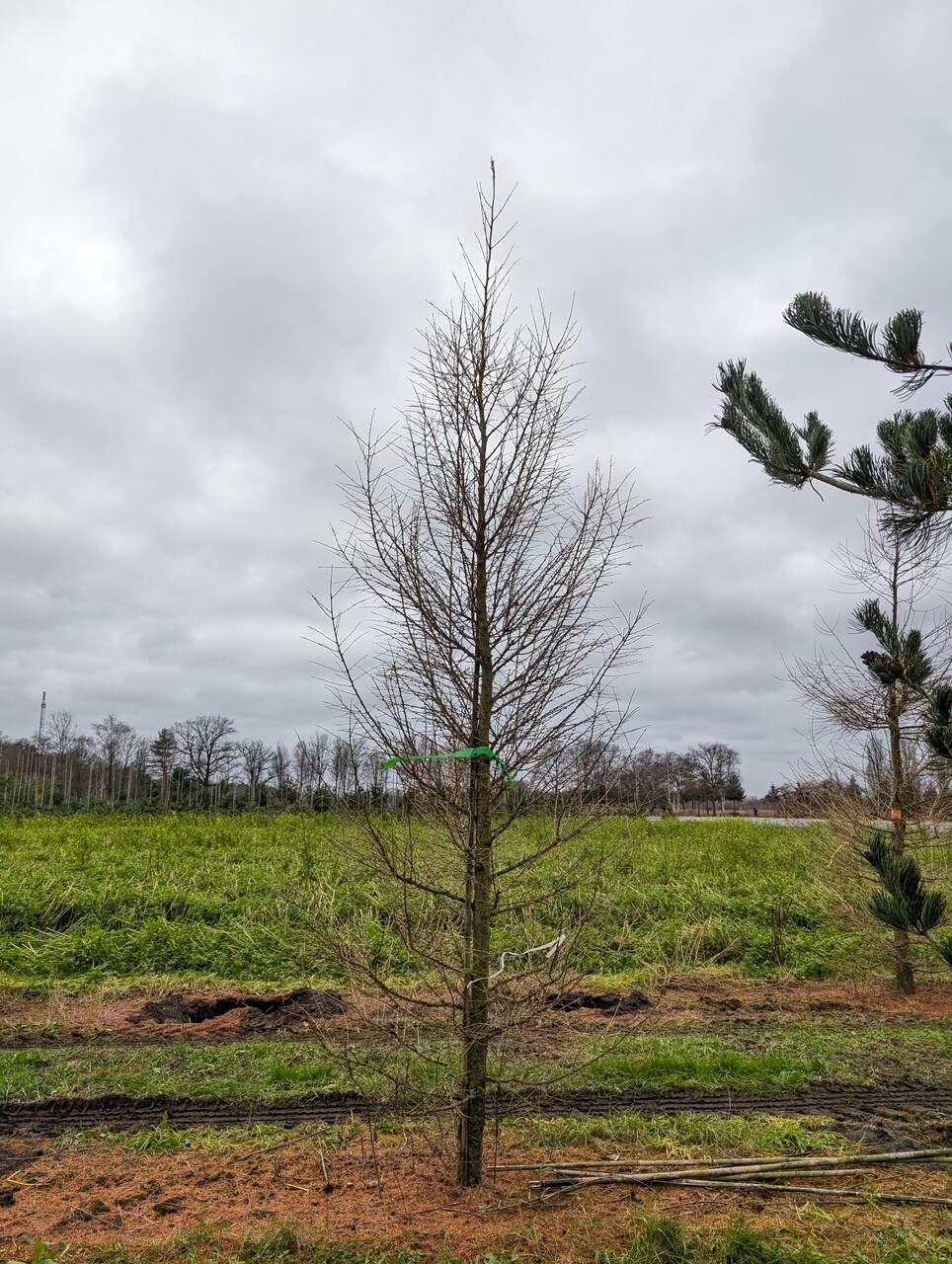 Larix decidua | European larch, Common larch - Van den Berk Nurseries